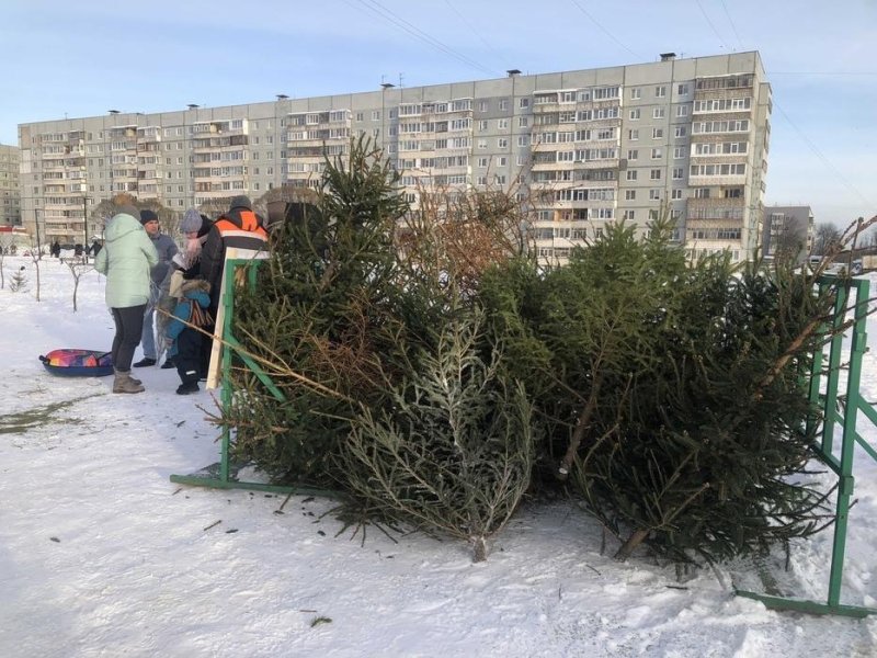 С 11 января вологжане смогут сдать ели на переработку